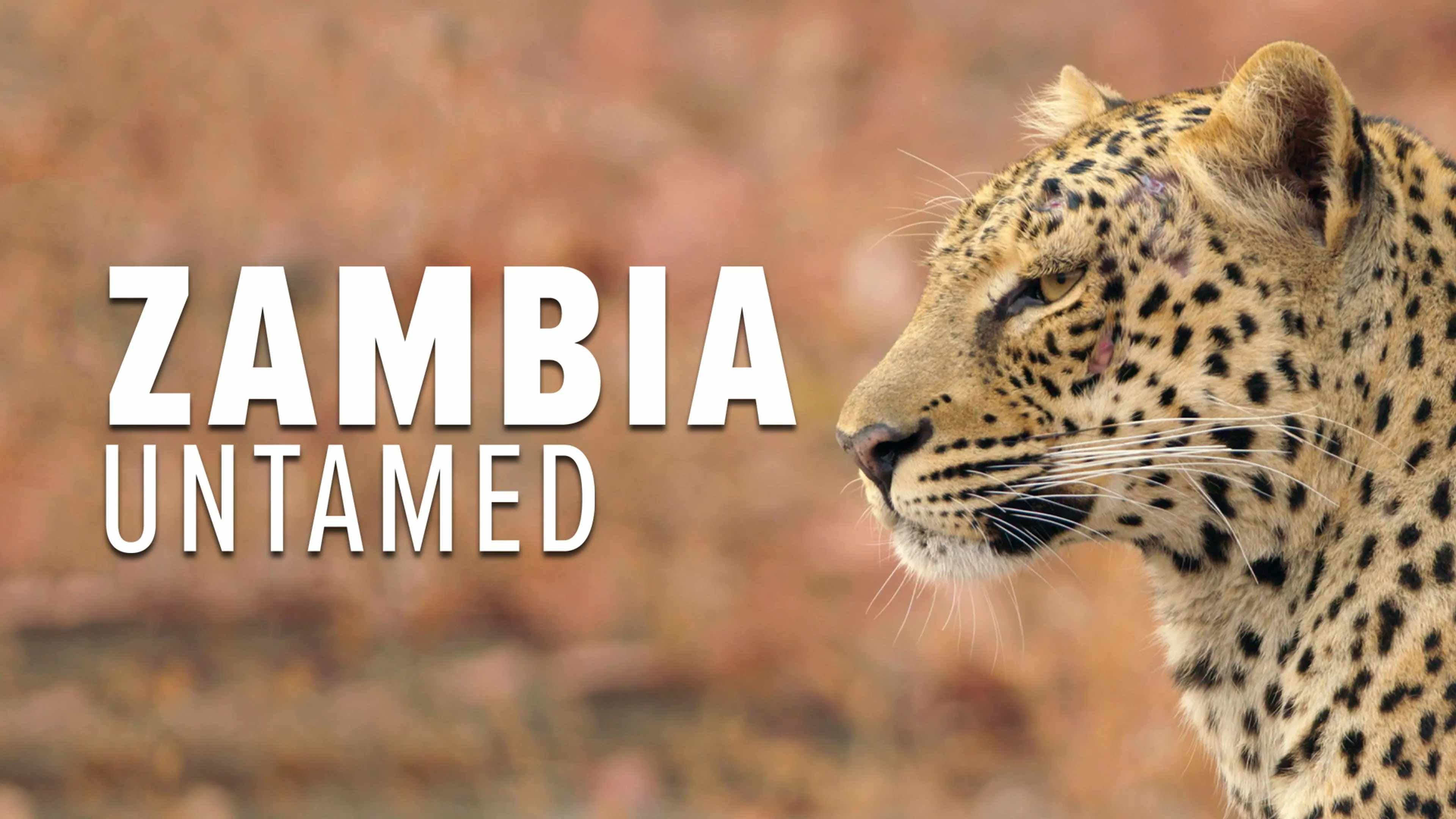 Zambia Untamed